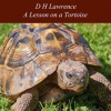 A_Lesson_on_a_Tortoise