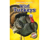 Wild_Turkeys