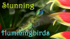 Stunning_hummingbirds