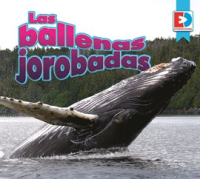 Las_ballenas_jorobadas__Humpback_Whales_