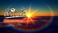 Growing_Native_Great_Lakes__Turtle_Island