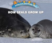 How_Seals_Grow_Up