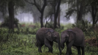 Gorongosa_Park_Rebirth_of_Paradise_-_Episode_2__Elephant_Whisperer