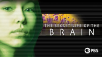 The_Secret_Life_of_the_Brain